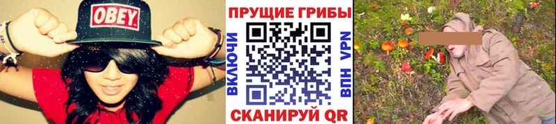 дарк нет как зайти  Новоржев  Псилоцибиновые грибы Cubensis 